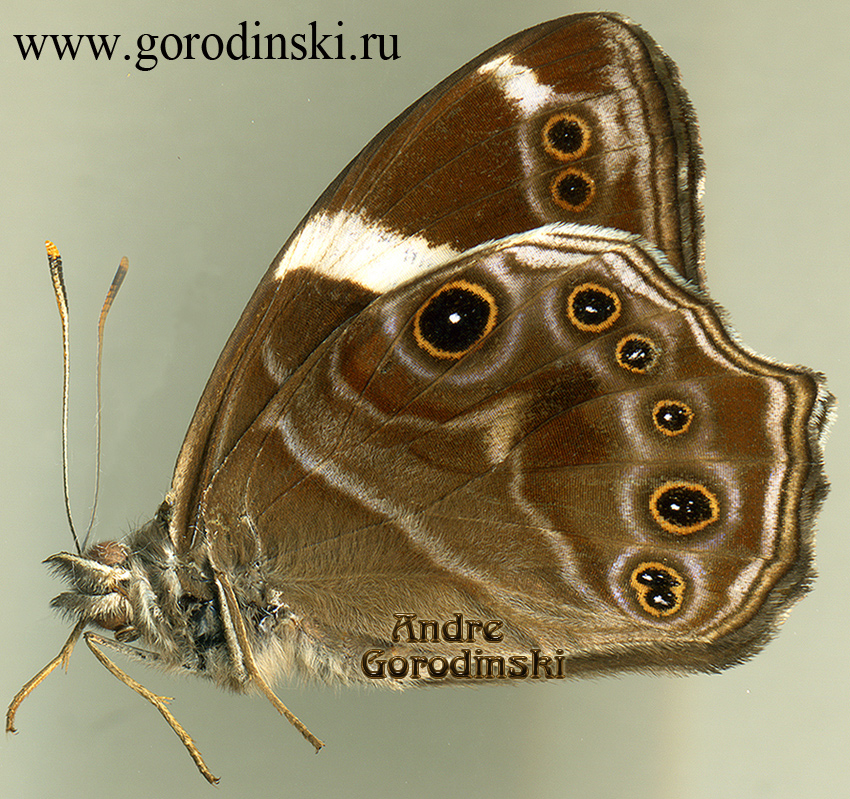 http://www.gorodinski.ru/satyridae/Lethe confusa confusa.jpg